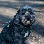 Hund und Herrchen - Pink verbunden